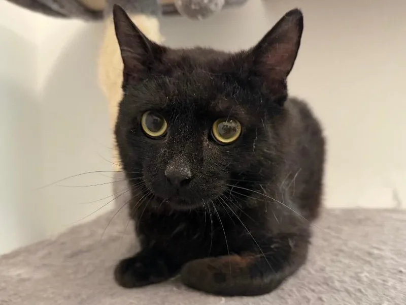 A young small-sized male Domestic Short Hair cat named Saturn for adoption in Powell, OH