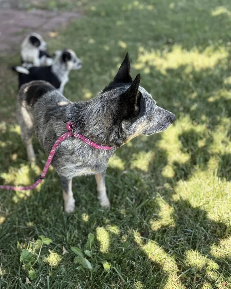 A young medium-sized female Australian Cattle Dog / Blue Heeler dog named Mia for adoption in Vacaville, CA