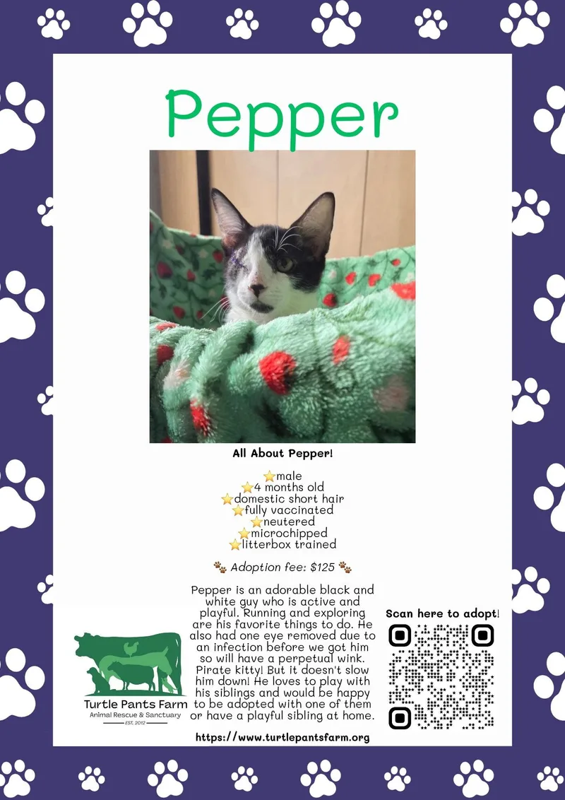 A young medium-sized male Black & White / Tuxedo Domestic Short Hair cat named Pepper for adoption in Pittsboro, NC