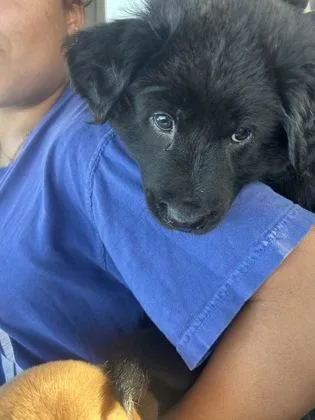 A baby large-sized male Retriever dog named Crumbl for adoption in Fort Worth, TX