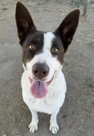 A young large-sized female McNab dog named Dottie  Urgent  for adoption in Thousand Oaks, CA
