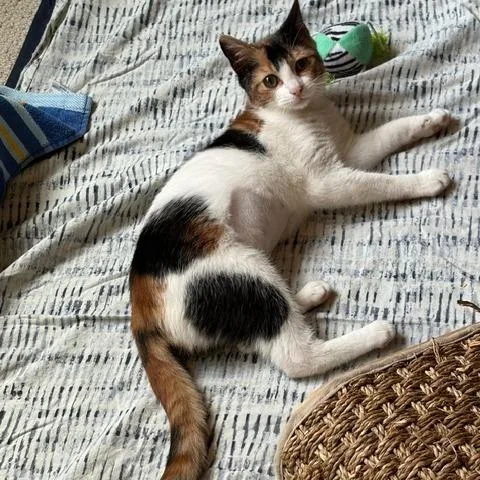 A baby small-sized female Calico Domestic Short Hair cat named Mollie for adoption in Green Bay, WI