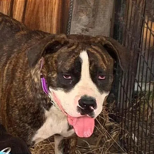 Sadie