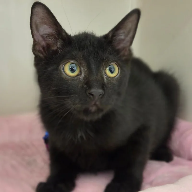 A baby small-sized male Black Domestic Short Hair cat named Macaron for adoption in Sarasota, FL