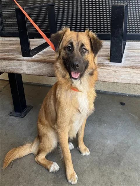 A young medium-sized male German Shepherd Dog dog named Bolo for adoption in Riverside, CA