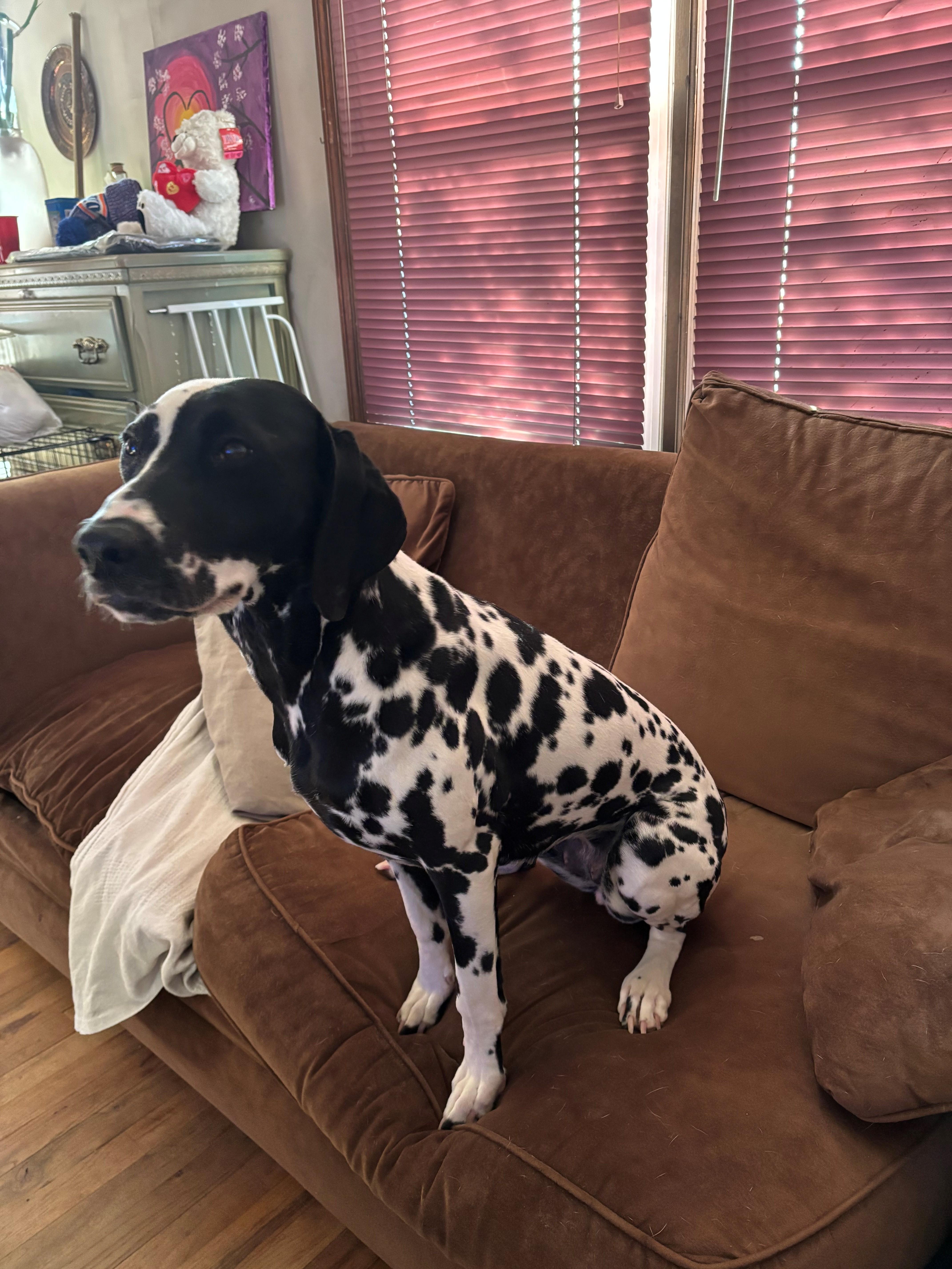 Cookielake Ronkonkoma  Ny thumbnail 3