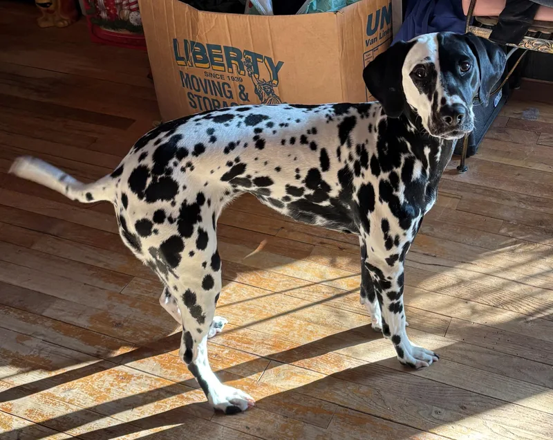 Cookielake Ronkonkoma  Ny thumbnail 4