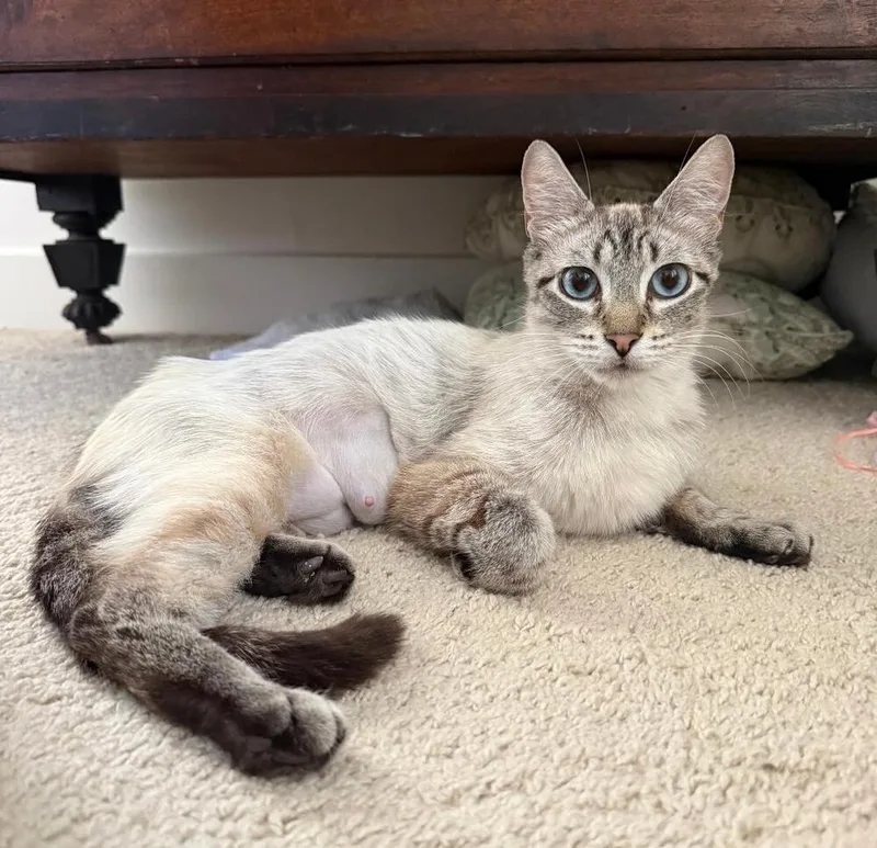A baby medium-sized female Siamese cat named Poppy for adoption in Oceanside, CA