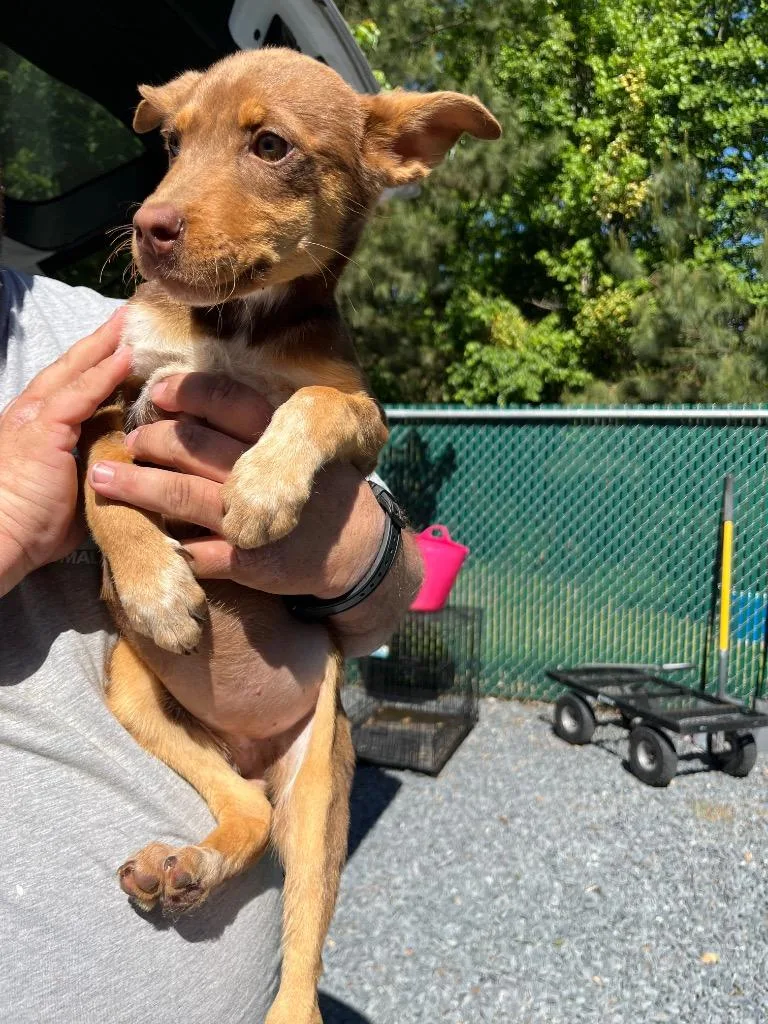 A baby medium-sized female Mixed Breed dog named Camila for adoption in Mount Gilead, NC