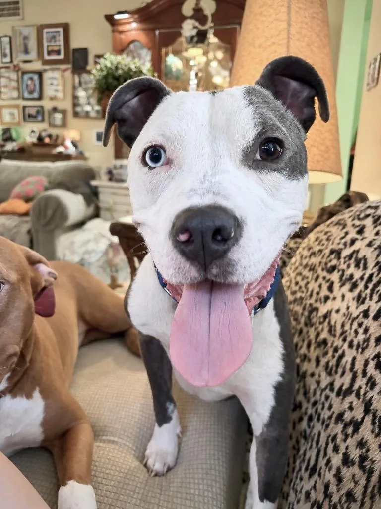 Enzo