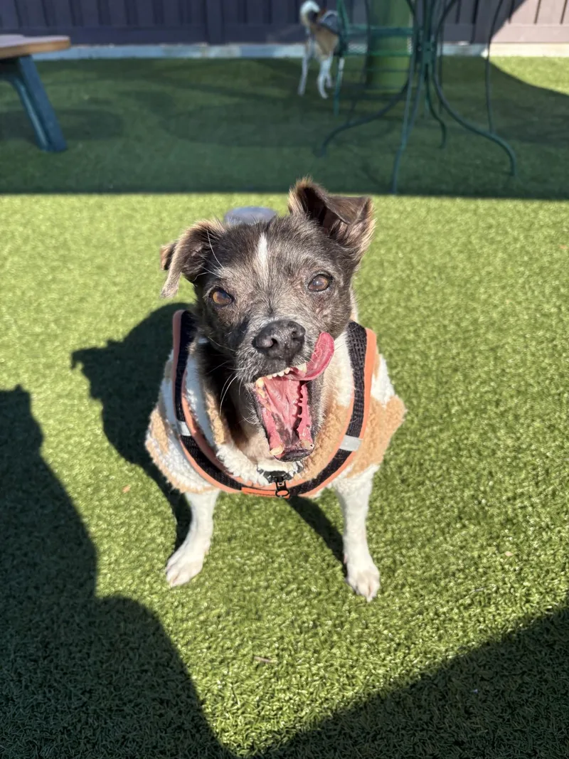 A senior small-sized female White / Cream Mixed Breed dog named Mascot for adoption in Mount Juliet, TN