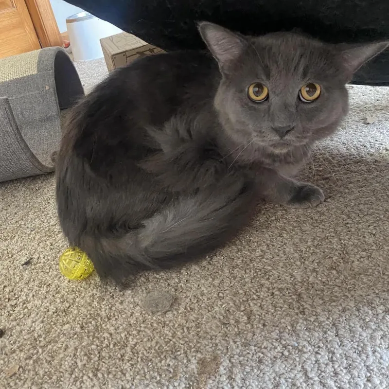 An adult small-sized male Gray / Blue / Silver Domestic Medium Hair cat named Fluffy C for adoption in Princeton, MN