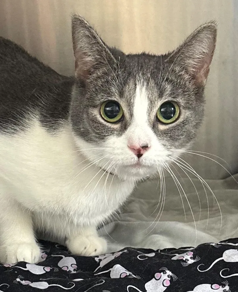 An adult medium-sized female Domestic Short Hair cat named Windy for adoption in Cumberland, ME