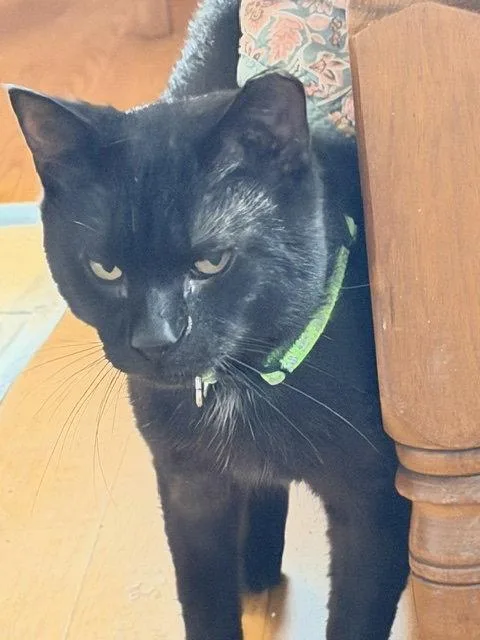 An adult medium-sized male Black Domestic Short Hair cat named Espresso for adoption in Herndon, VA