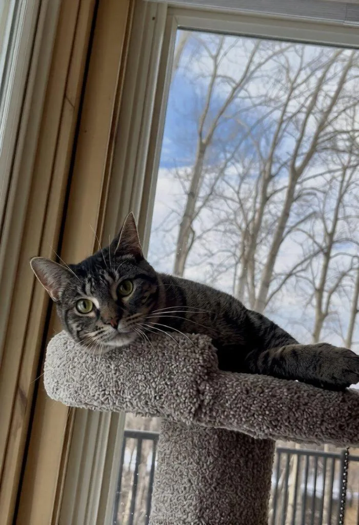 Jenga  Taboo thumbnail 2