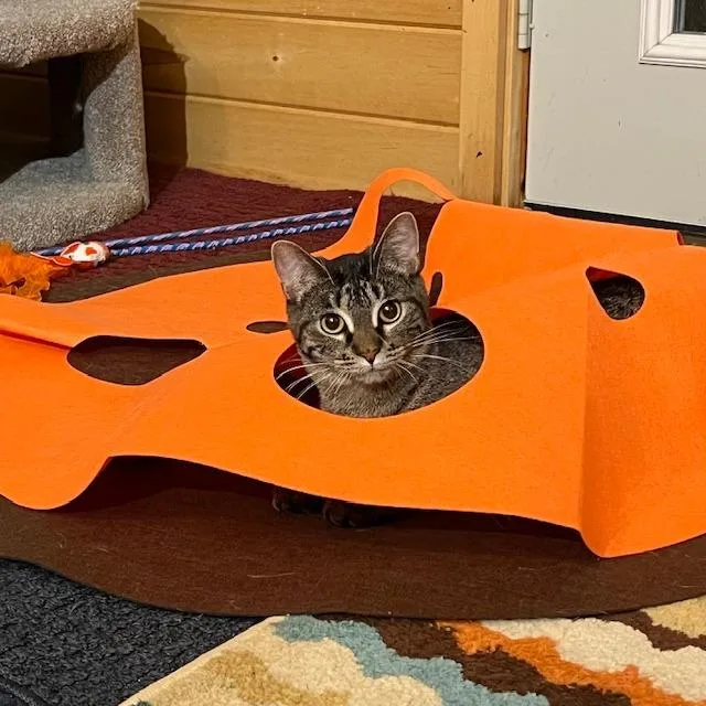 Jenga  Taboo thumbnail 4