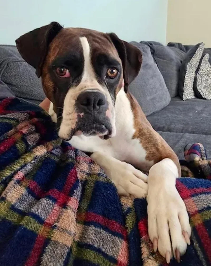 A young medium-sized female Boxer dog named Rosie Bell for adoption in Hamburg, NY
