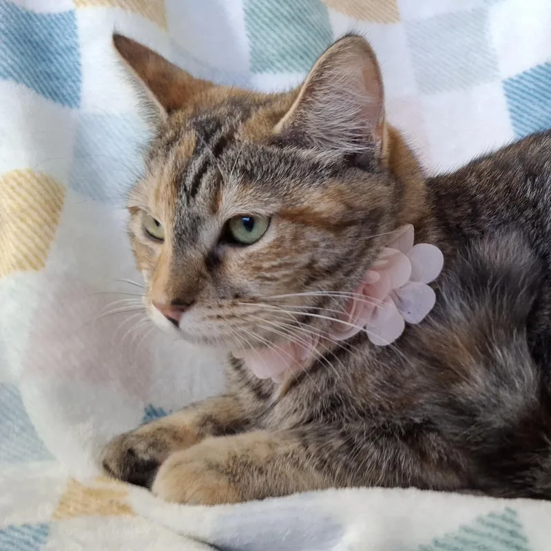 Victoria thumbnail 2