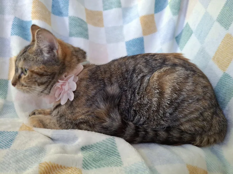 Victoria thumbnail 3