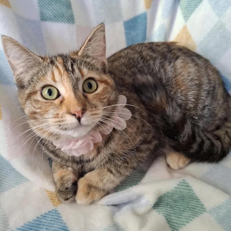 Victoria thumbnail 4