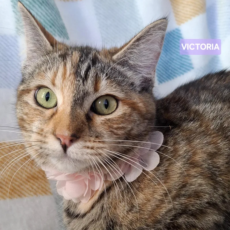 A young medium-sized female Calico Calico cat named Victoria for adoption in Fullerton, CA