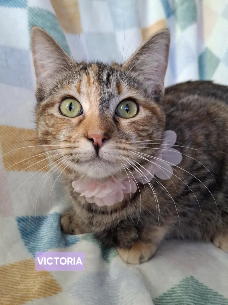 Victoria thumbnail 5