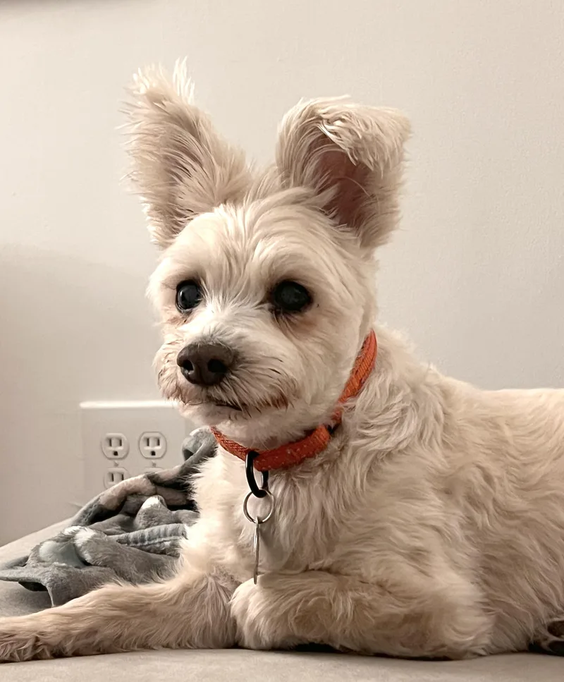 A senior small-sized male White / Cream West Highland White Terrier / Westie dog named Max for adoption in Brooklyn, NY