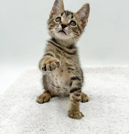 A baby small-sized male Domestic Short Hair cat named Keen for adoption in Bowling Green, KY