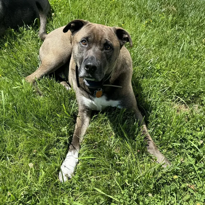 An adult large-sized male American Staffordshire Terrier dog named Moose for adoption in La Grange, KY
