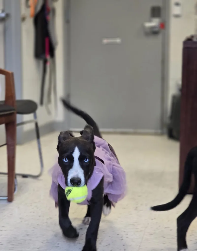 A young medium-sized female Black Siberian Husky dog named Dixie for adoption in Humble, TX