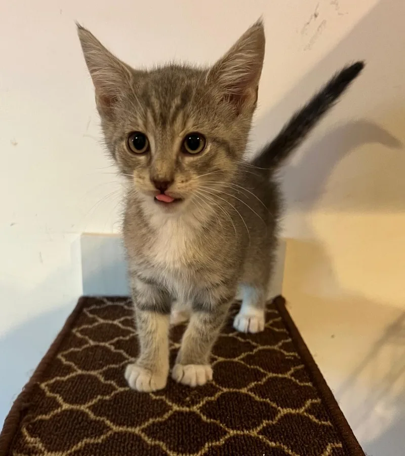 A baby medium-sized male Tabby (Gray / Blue / Silver) Domestic Short Hair cat named Snickers for adoption in East Brunswick, NJ