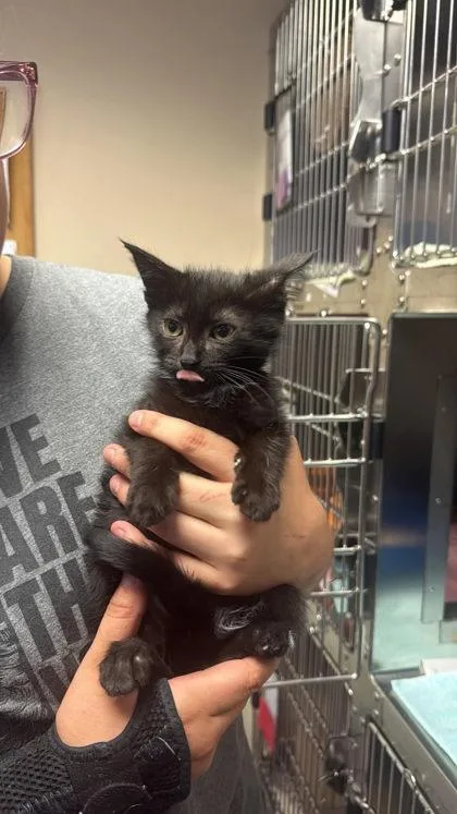 A baby small-sized male Domestic Short Hair cat named Elmo for adoption in West Chester, PA