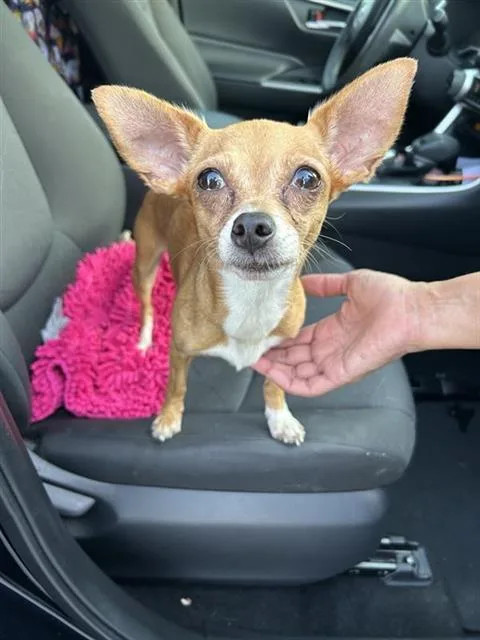 An adult small-sized female Chihuahua dog named Big Mama for adoption in San Antonio, TX