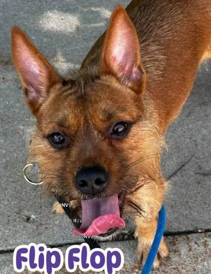 An adult medium-sized female Terrier dog named Flip Flop for adoption in Shawano, WI