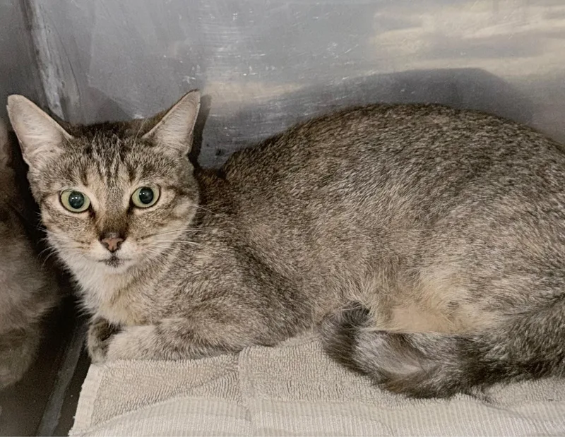 An adult medium-sized female Domestic Short Hair cat named Juniper for adoption in Elizabethtown, NC