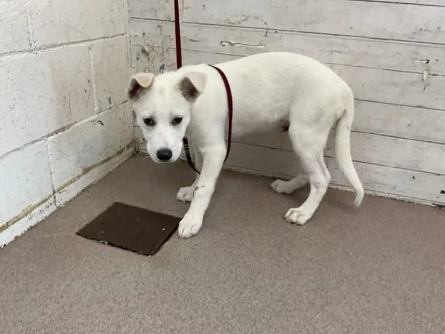 A young small-sized male Labrador Retriever dog named Max for adoption in San Bernardino, CA