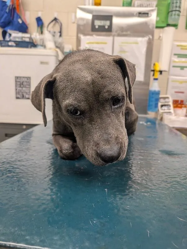 An adult medium-sized female Gray / Blue / Silver American Bulldog dog named Holly for adoption in Mobile, AL