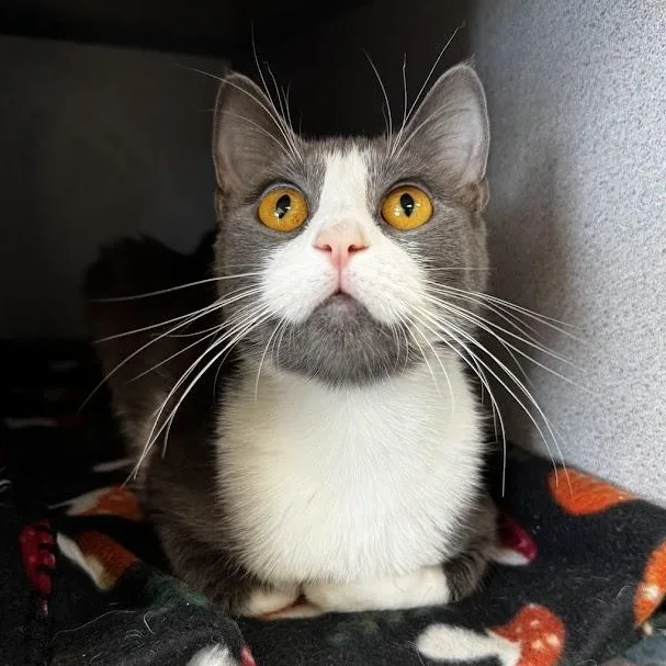 A young medium-sized female Gray & White Domestic Short Hair cat named Rachelle for adoption in Waterloo, IA