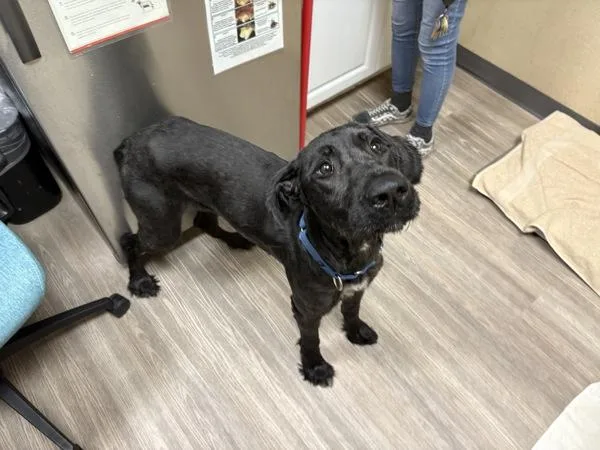 An adult large-sized female Giant Schnauzer dog named Sydney for adoption in Oceanside, CA