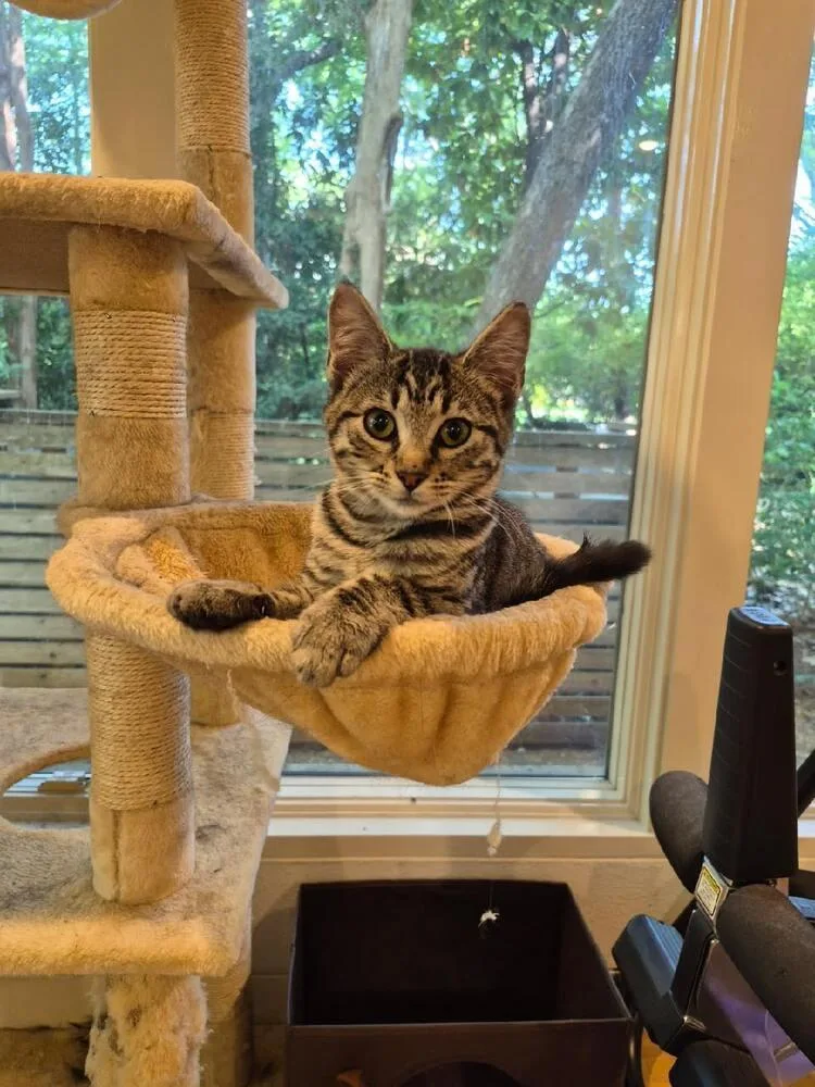 A baby small-sized female Tabby cat named Lulu for adoption in Dallas, TX