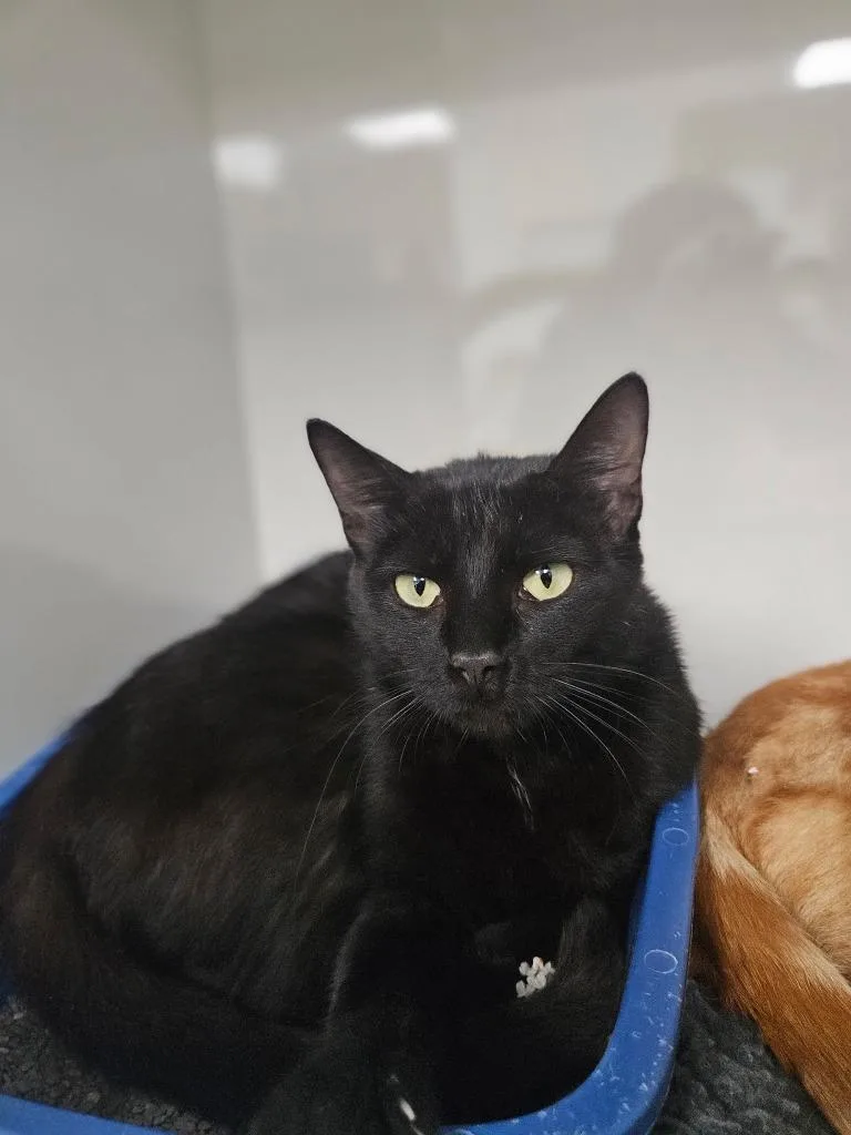 A young medium-sized female Domestic Short Hair cat named Susanna for adoption in Corpus Christi, TX