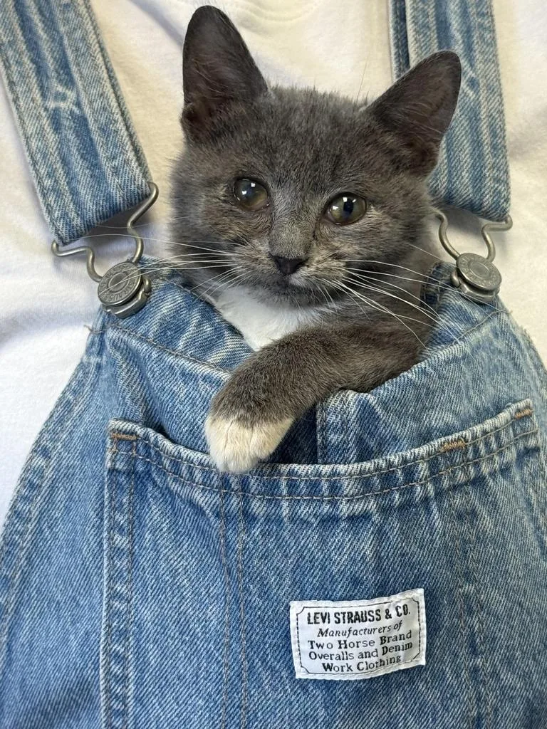 A baby medium-sized female Domestic Short Hair cat named Emma Gatewood for adoption in Athens, OH