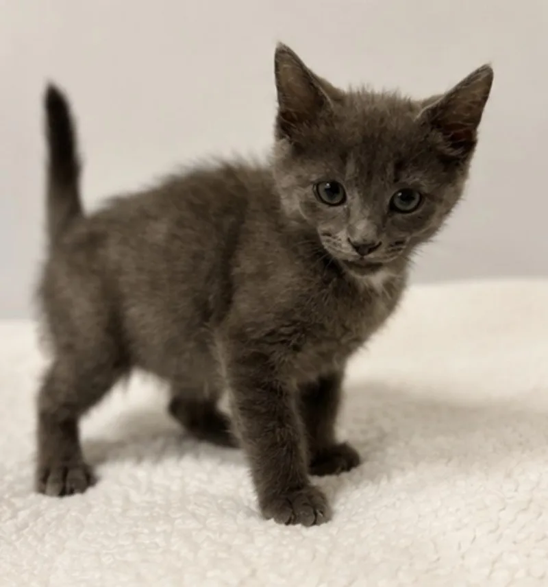 A baby small-sized male Gray / Blue / Silver Domestic Short Hair cat named Polites for adoption in Homer Glen, IL