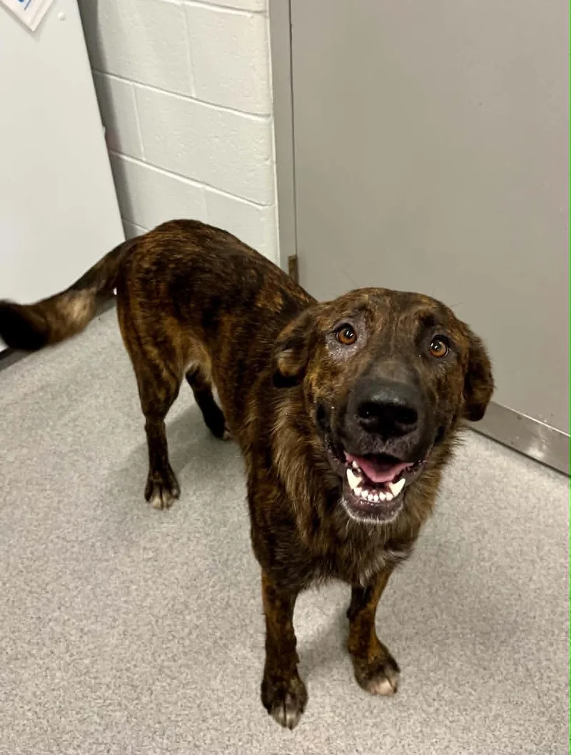An adult medium-sized female Mixed Breed dog named Scrabble for adoption in Moundsville, WV