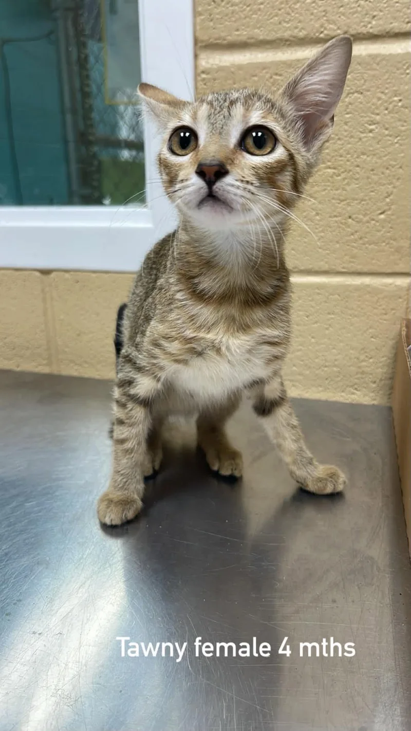 A baby medium-sized male Tabby (Brown / Chocolate) Domestic Short Hair cat named Tawny for adoption in Fort Payne, AL