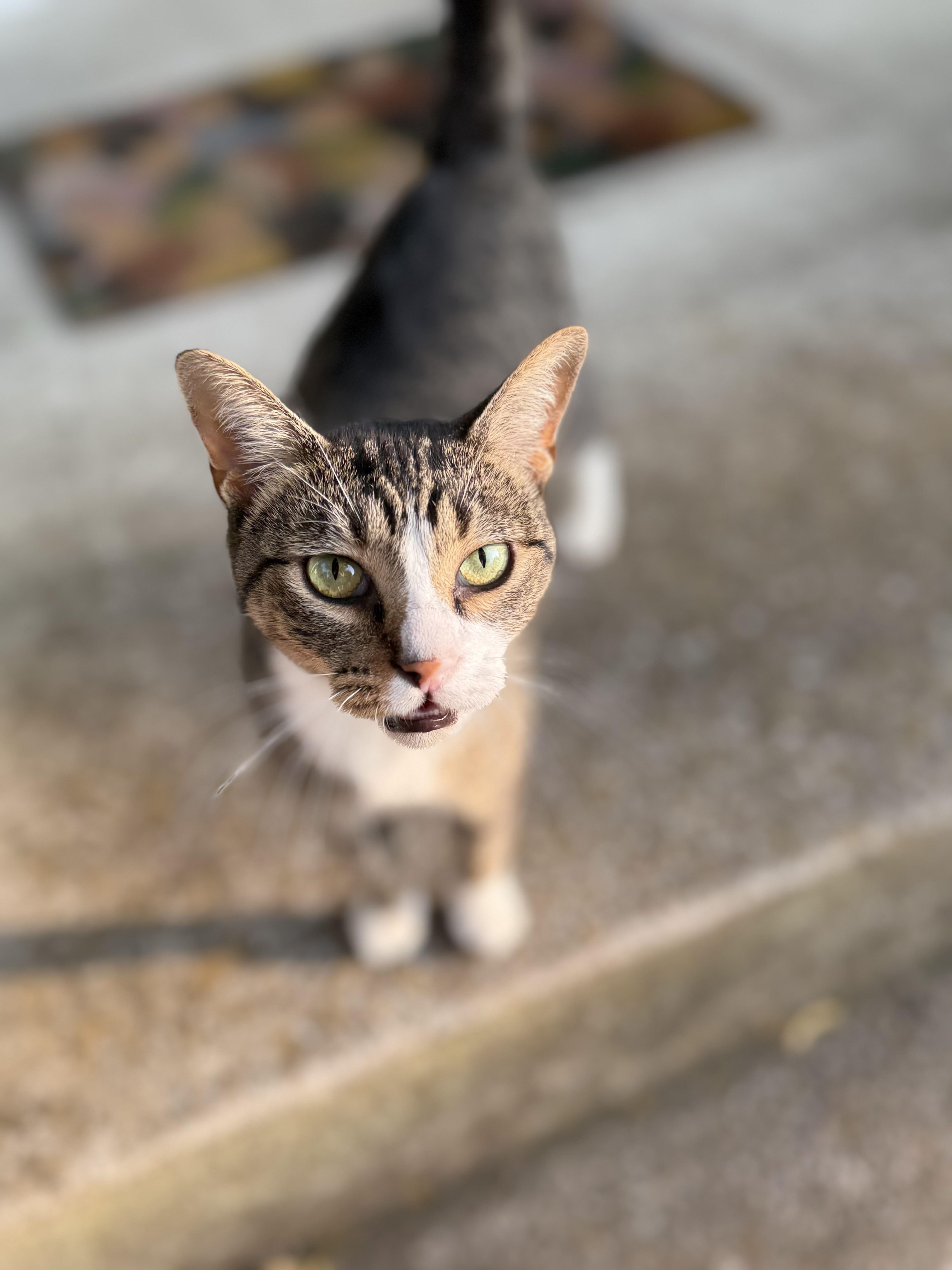 A young medium-sized female Tabby (Brown / Chocolate) Domestic Short Hair cat named Peachy for adoption in Nashville, TN