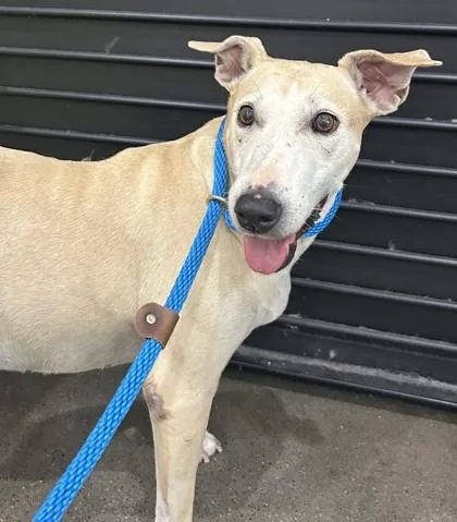 An adult large-sized female Terrier dog named Raini for adoption in Honolulu, HI