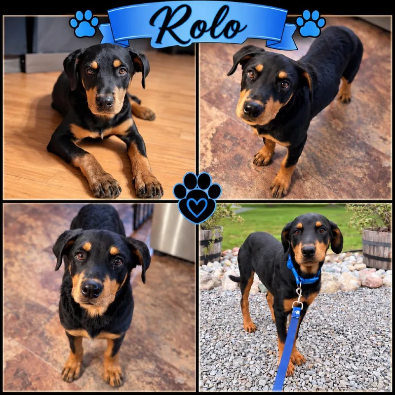 Rolo