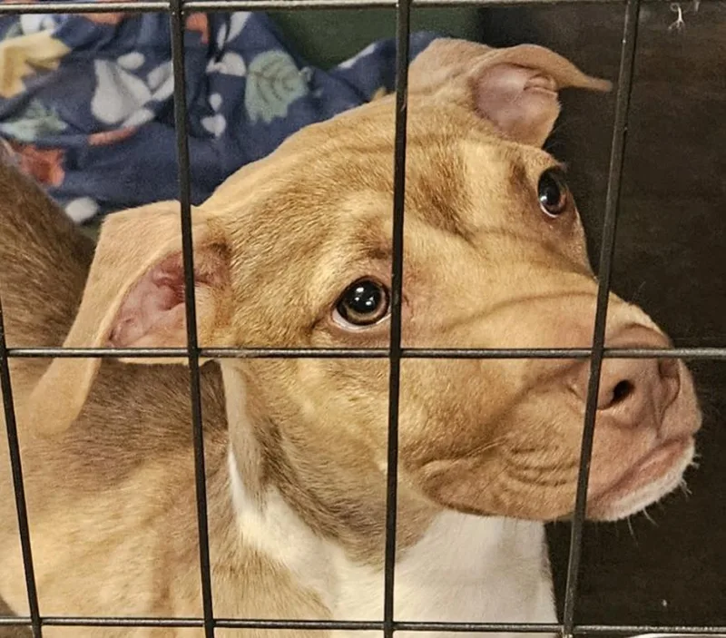 A young medium-sized male American Bully dog named Giovanni for adoption in Centerville, GA