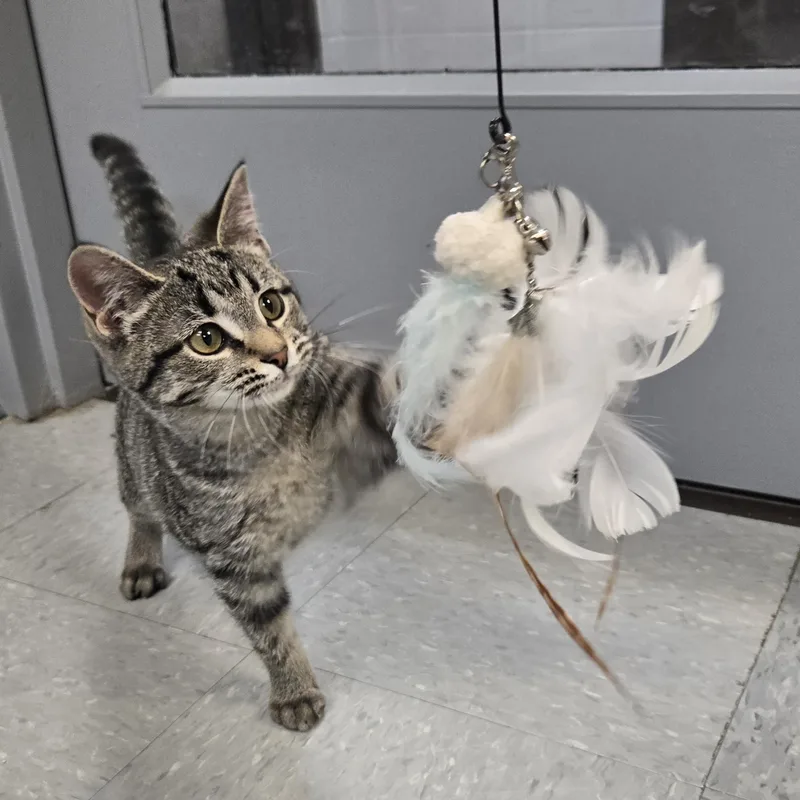 Buttercup thumbnail 3